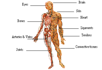 OPC's help many parts of the body